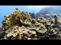 L’épisode mondial de blanchissement des coraux continue de s’aggraver