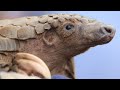 Pangolins Could Be A Missing Link In Coronavirus Chain Of Contagion