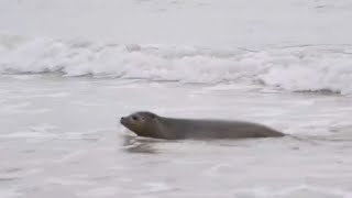 No Comment. Les bébés phoques en voie de disparition retournent à la mer près du Mont Sai…