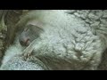 DOMINICé SWISS PROPERTY FUND - Dominic Thiem apadrina al primer koala nacido en el zoo de Viena