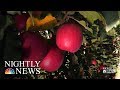 Introducing The Cosmic Crisp, The Big Apple Growers Are Banking On | NBC Nightly News