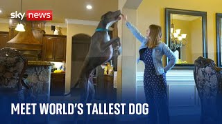 ZEUS RESOURCES LIMITED Meet Zeus - the world&#39;s tallest dog - who may be on track to break a new record