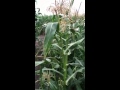 The Evolution of Corn
