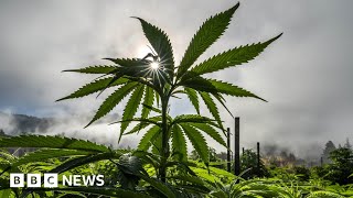 GROWERS INTERNATIONAL Cannabis regulation makes it hard for growers in US state of California - BBC News