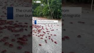 Red crab migration is underway in Australia