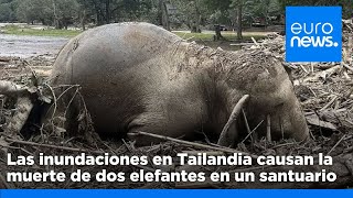 Las inundaciones en Tailandia causan la muerte de dos elefantes en un santuario