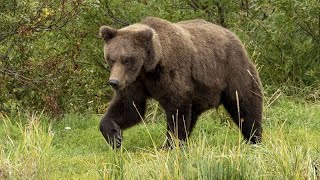 Un oso ataca y mata a un hombre de 55 años en un bosque de Eslovaquia