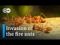 Red fire ants invade Italy: Are they a threat in Europe? | Focus on Europe