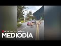 Video del día: Cuatro cebras sorprenden en una carretera de Washington... y hasta en un jardín