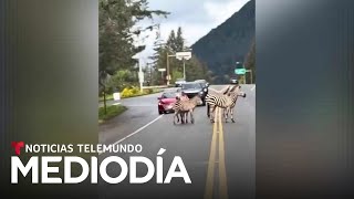 DIA Video del día: Cuatro cebras sorprenden en una carretera de Washington... y hasta en un jardín