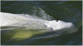 BELUGA Se evalúa cómo reintegrar a su hábitat a la ballena beluga extraviada en el río Sena en Francia