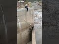 Lion cubs rescued from dam