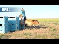 Los caballos de Przewalski retornan a Kazajistán