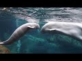 BELUGA - La nascita di un beluga all'acquario di Atlanta (chiuso per coronavirus)