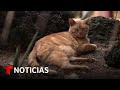 Gatos de Palacio Nacional en México reciben título de activos fijos vivos