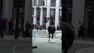 Military horses running loose in central London | DW News