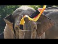 Euro 2024: Elefant Bubi sagt Sieg der Deutschen Nationalelf voraus