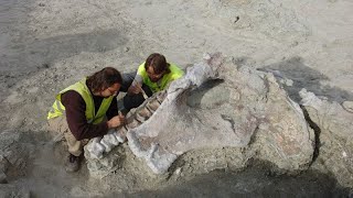 15 Meter lang, 10 Tonnen schwer: Neuer Dinosaurier aus der Kreidezeit entdeckt