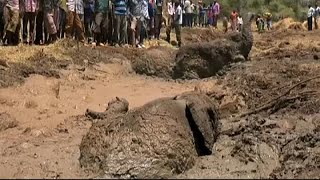 INTERNATIONAL RANGER IRNG Kenya: i ranger salvano tre elefanti intrappolati nel fango