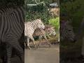 Zebras run loose on I-90 in Washington