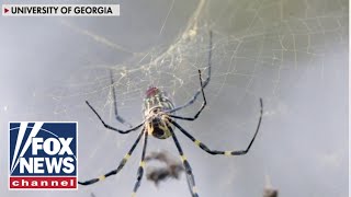 The Giant Joro spiders are making a comeback!