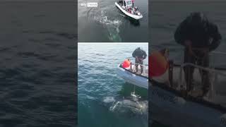 WHALE Humpback whale rescued from entangled fishing gear