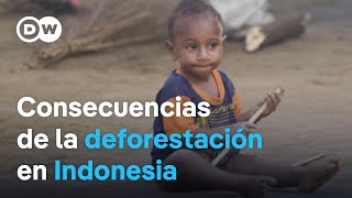 El Reportero | La crisis del sagú en Indonesia