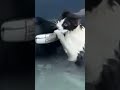 Inundaciones en Dubái: rescatan a un gato agarrado a un coche