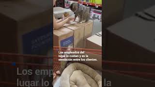HOME DEPOT INC. THE 😽 Este gato fue adoptado por una tienda The Home Depot y ahora es el “empleado” estrella