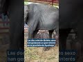 Una elefanta da a luz a gemelos en Tailandia