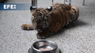 Rescatan a una tigresa de bengala en las afueras de Ciudad de Guatemala