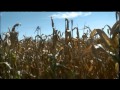 Farmers Harness Drought-Tolerant Hybrid Corn Seeds