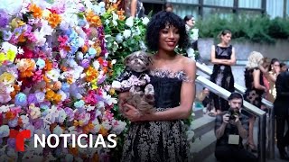 GALA Lo mejor de la moda perruna se mostró en la Pet Gala | Noticias Telemundo