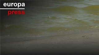 El agua verdosa de la Albufera es vertida a la playa de El Perellonet