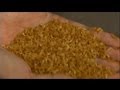 euronews science - Una pastina chiamata riso