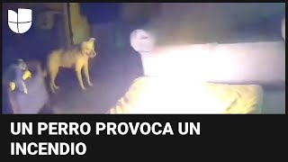 S&U PLC [CBOE] Mordió la batería de un celular: este perro inició así un incendio en su casa