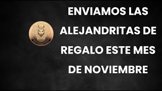 ENVIAMOS LAS #ALEJANDRITAS DE REGALO YA ESTE MISMO MES DE NOVIEMBRE 👉 Cat Anubis Coin 👉 APUNTATE