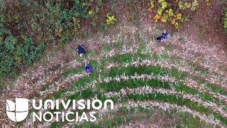 CORN Un drone de la policía encuentra a una anciana de 81 años perdida en un campo de maíz