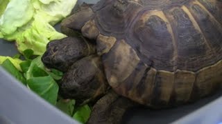 JANUS Janus, la tortuga bicéfala del Museo de Ginebra, celebra su 25 cumpleaños