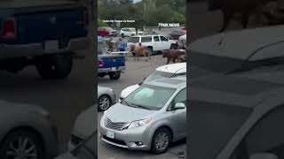 Bulls escape from rodeo, charge through crowded parking lot, and run for the hills