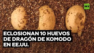 KOMODO Eclosionan 10 huevos de dragón de komodo en EE.UU.