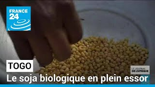 SOYBEAN Togo : le soja biologique en plein essor • FRANCE 24