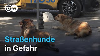 Tierschützer kämpfen gegen Massentötung von Straßenhunden in der Türkei | Fokus Europa