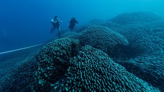 Planeta Tierra: Exploradores marinos hallaron un coral gigante que puede verse desde el espacio 