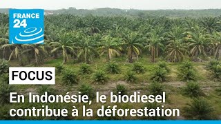 En Indonésie, le biodiesel contribue à la déforestation • FRANCE 24