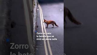 🦊🐀 Así fue la batalla entre un zorro y una rata que se vivió en plena calle