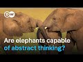 Study proves elephants have a kind of name for each other  | DW News