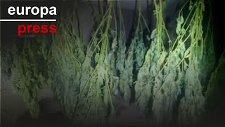 El &quot;intenso olor&quot; a marihuana permite desmantelar cuatro cultivos en Santa Eulalia Bajera