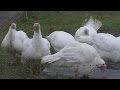 FOYER - Grippe aviaire en France : un foyer détecté dans un élevage de canards du Tarn (ministère)