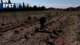 La sequía se ceba con el sureste de Francia y el campo cambia las viñas por aloe vera